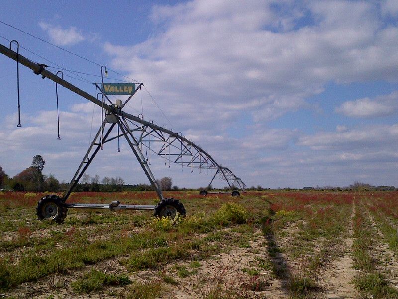 Diverse S. Ga Irrigated Farm : Ashburn : Turner County : Georgia