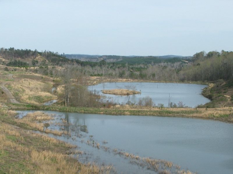 Biscuit Mountain Tract : Oakman : Walker County : Alabama