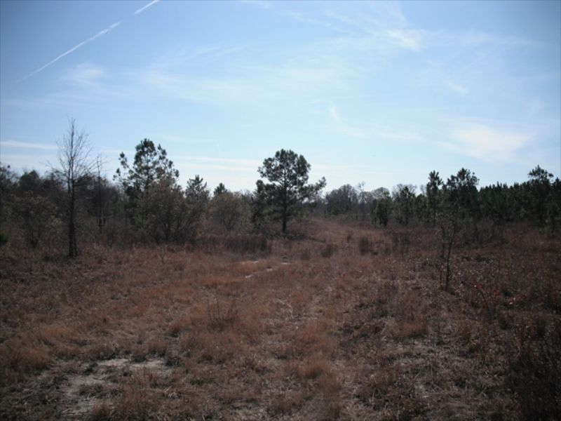 Affordable Hunting Land : Abbeville : Wilcox County : Georgia