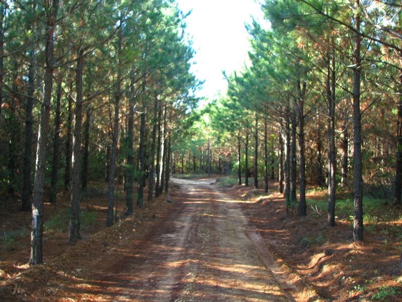 River Pine Tract 6 : Antlers : Pushmataha County : Oklahoma