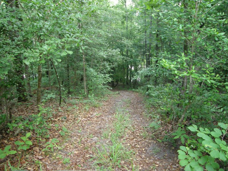 Potter King Tract : Riegelwood : Columbus County : North Carolina