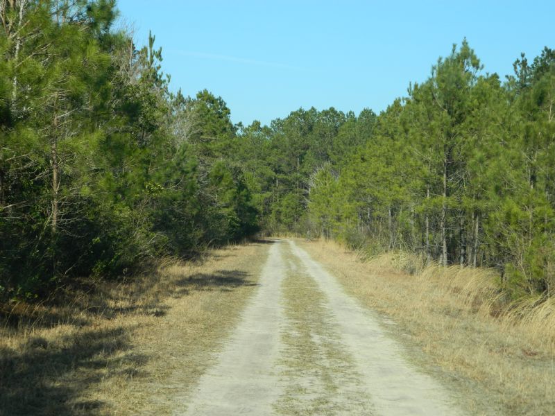 George Walker Tract : Burgaw : Pender County : North Carolina