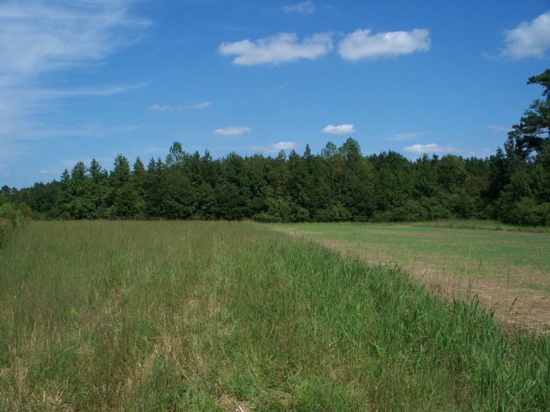 Longview Road Tract 5 : Kelly : Bladen County : North Carolina