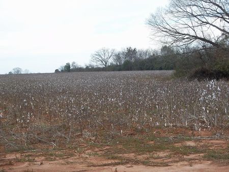 125 Ac, Triple Rd Front, Farm : Albany : Webster County : Georgia