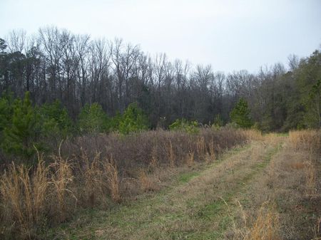 126 Ac, Timber, Creek, Food Plots : Albany : Webster County : Georgia