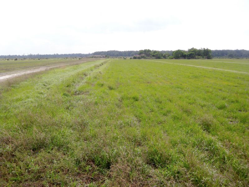 Bartram Farms : Elkton : Saint Johns County : Florida
