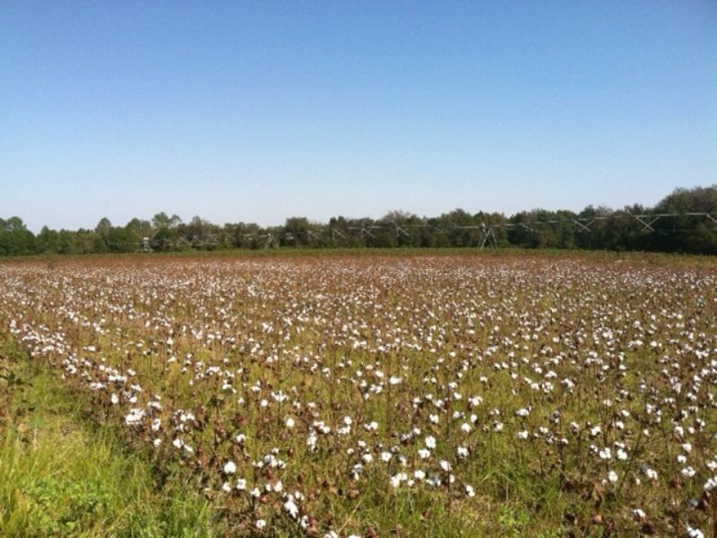 Income Producing Hunting Land : Abbeville : Wilcox County : Georgia