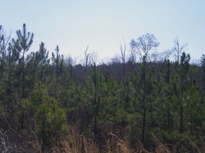 Pearson Tract : Lafayette : Chambers County : Alabama