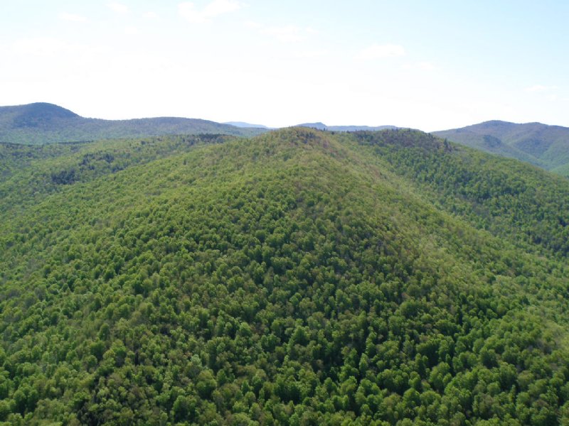Tweed River Forest : Stockbridge : Windsor County : Vermont