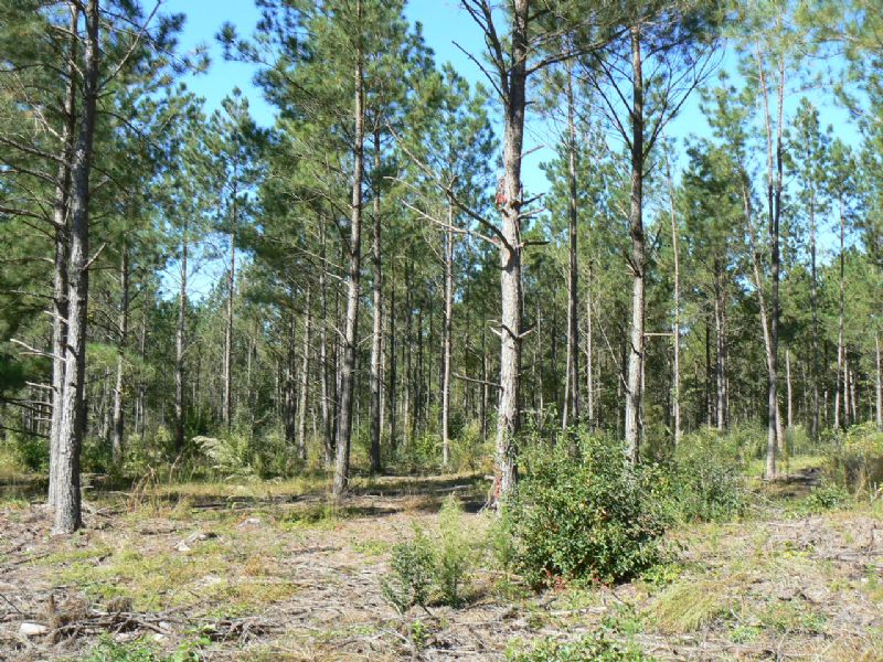 Land Close To Center Of Aiken : Aiken : Aiken County : South Carolina