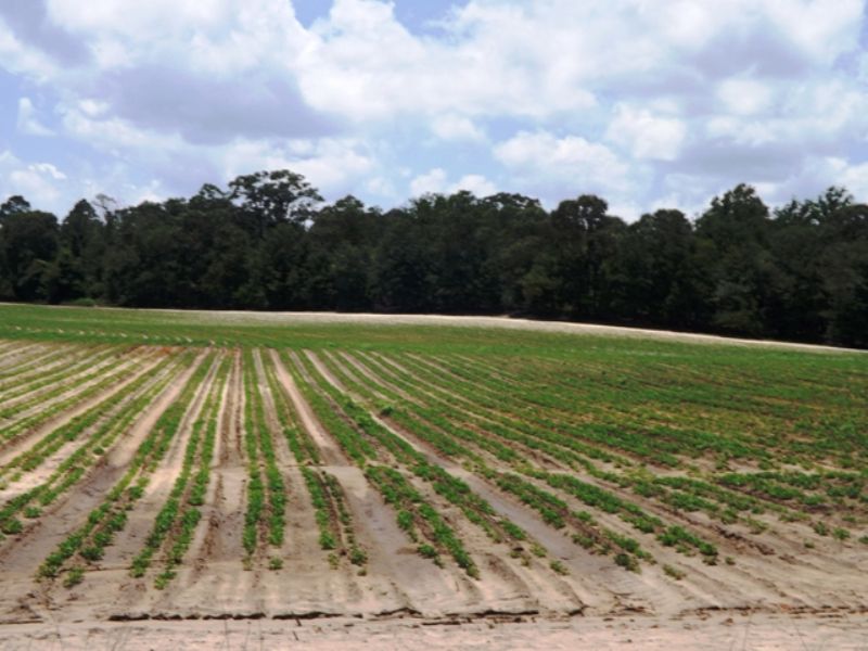 Buck Creek Farm A : Statesboro : Bulloch County : Georgia