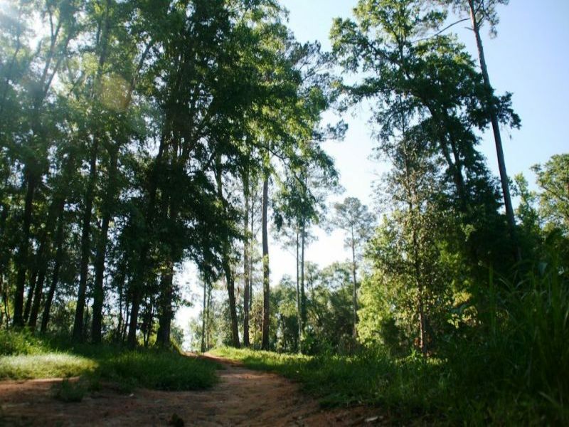 Feather Ridge Plantation : Quincy : Gadsden County : Florida