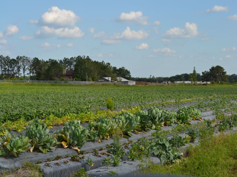 Johnson Road Strawberry Farm : Plant City : Hillsborough County : Florida