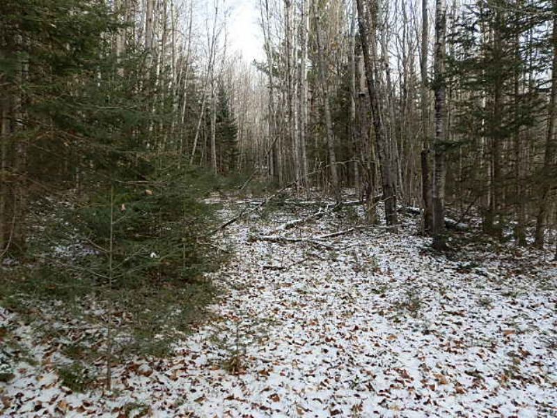 30+acres Prime Hunting Land : Land O'lakes : Vilas County : Wisconsin