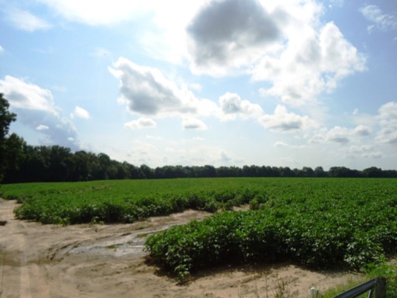98 +/- Acres : Ozark : Dale County : Alabama