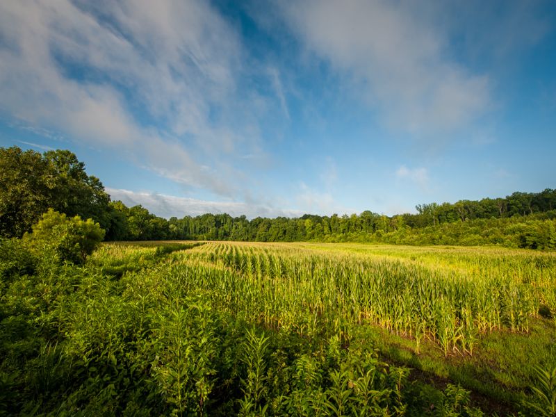 Wolf Island Creek Farm : Reidsville : Rockingham County : North Carolina