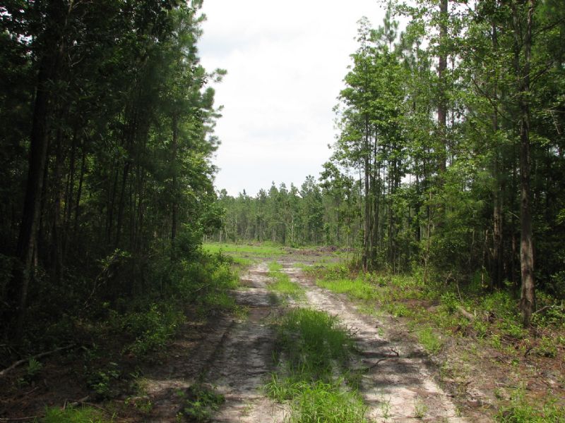 South Bryan Acreage : Richmond Hill : Bryan County : Georgia
