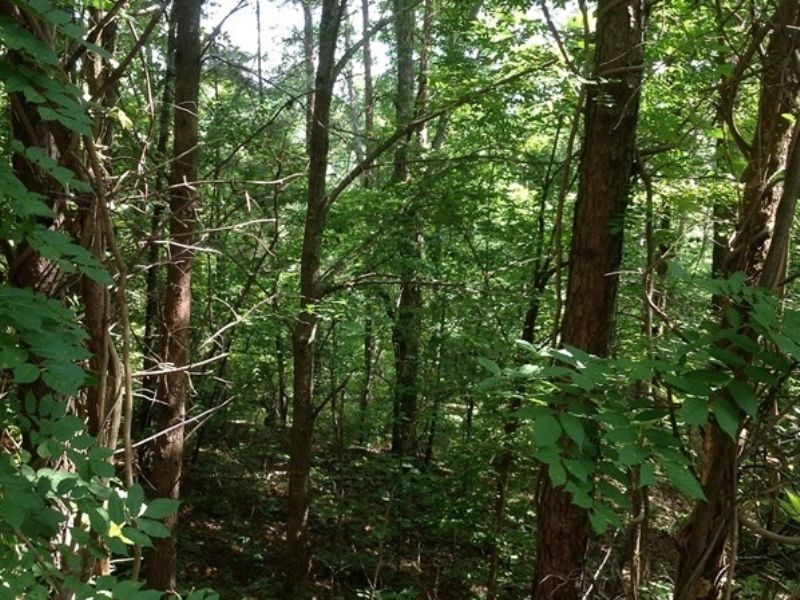 Hurricane Creek Tract : Brookwood : Tuscaloosa County : Alabama
