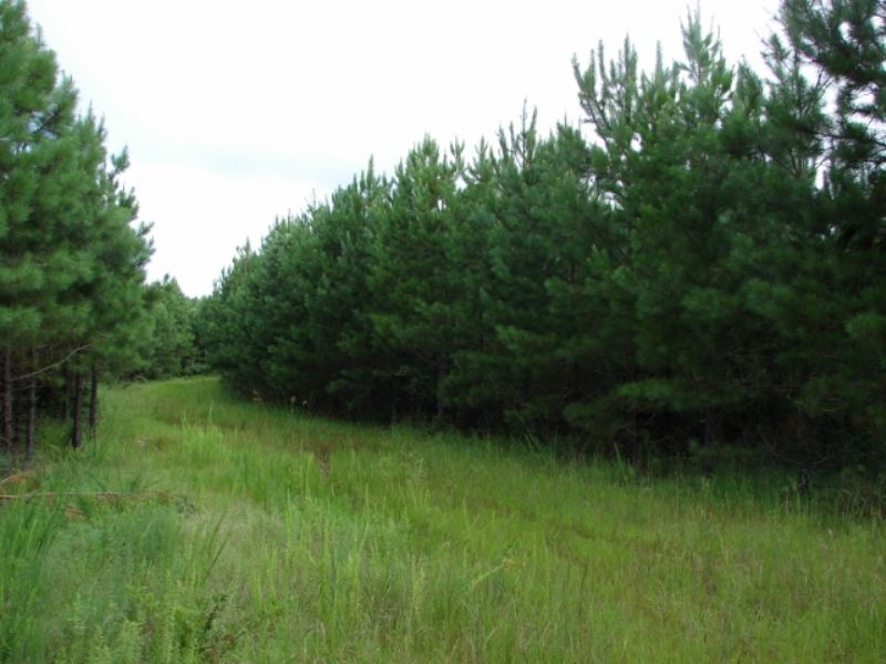 South Auburn 305 : Opelika : Lee County : Alabama