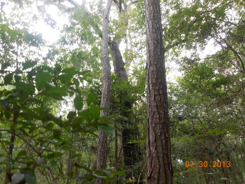 251 +/- Acres : Nahunta : Brantley County : Georgia