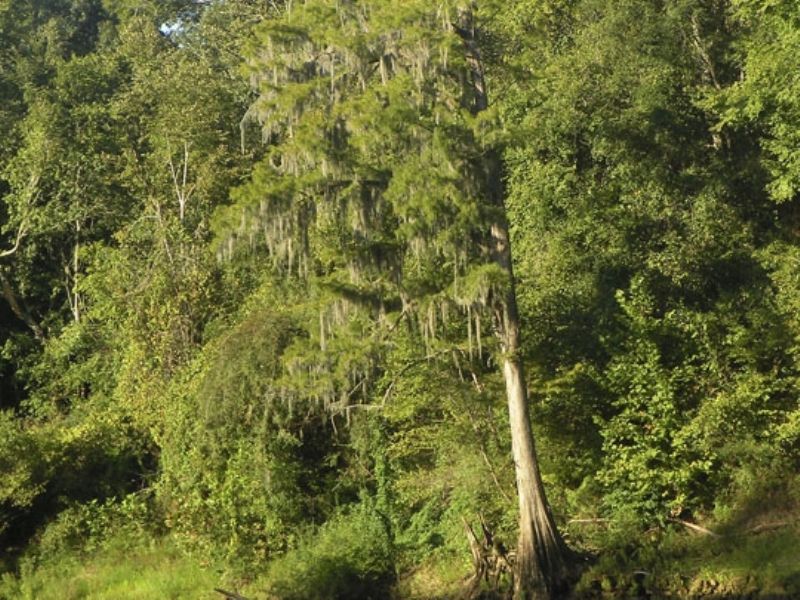 Flint River Woods : Albany : Dougherty County : Georgia
