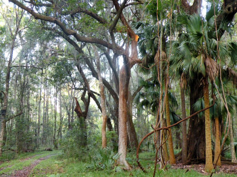Big Oak Forest : Woodbine : Camden County : Georgia