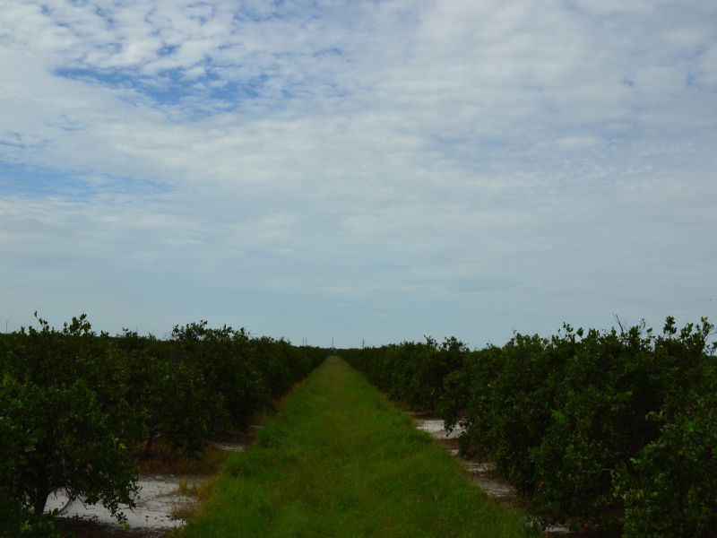 Parrish Grove, Farm for Sale in Florida, 65571 FARMFLIP