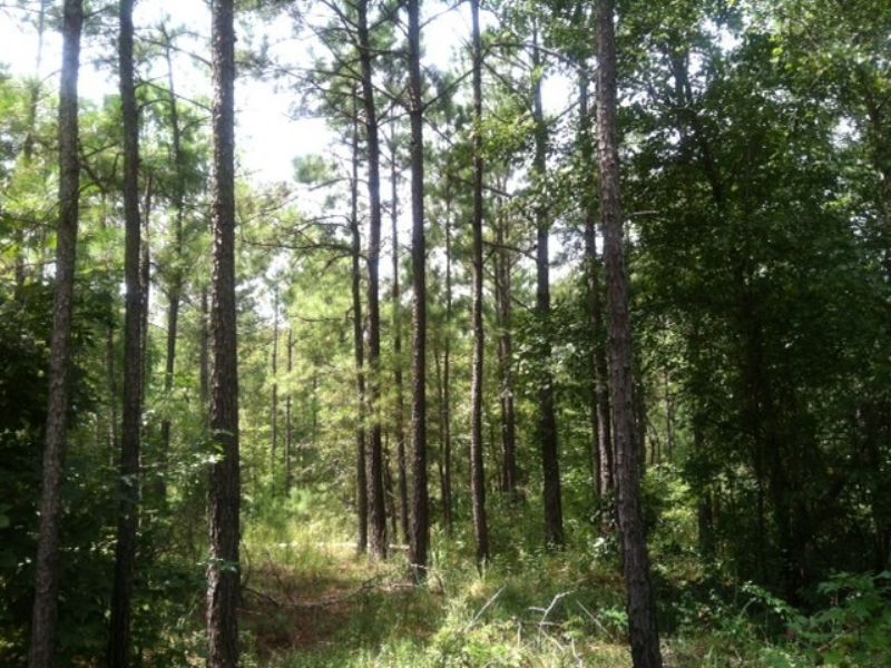 Hunting and Timber Investment : Knoxville : Crawford County : Georgia