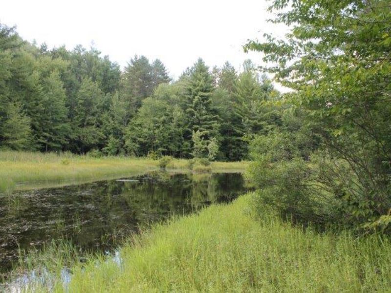 10 Acres Borders State Forest Pond, Farm for Sale in New York, 66190