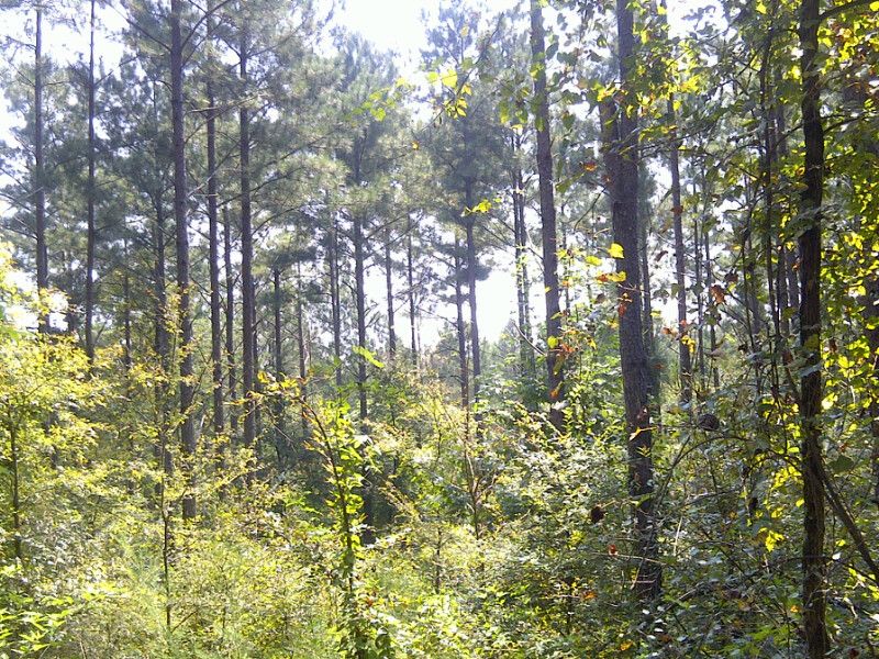 Recreational Land Near Athens : Carlton : Madison County : Georgia