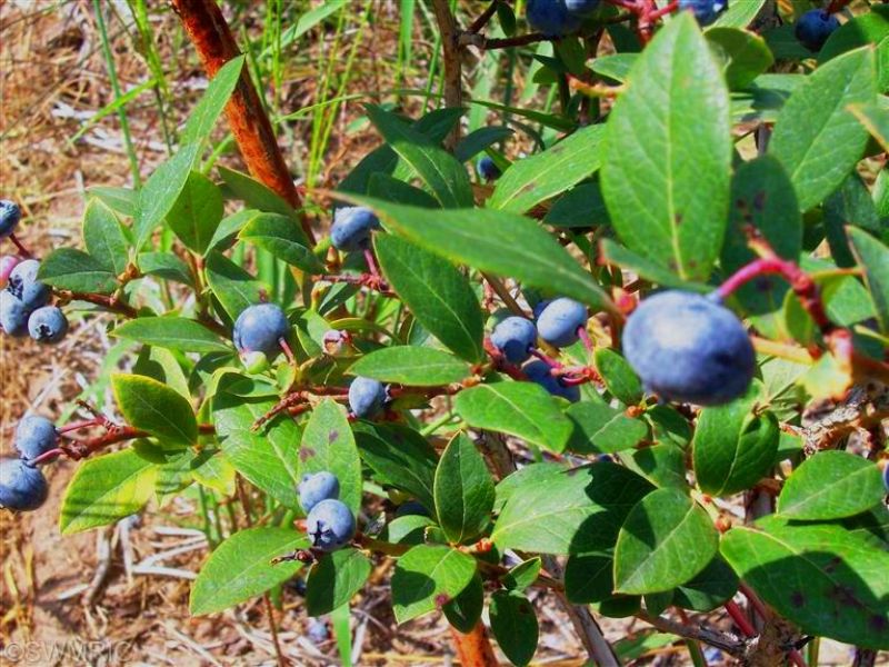 Whitetails & Blueberries, Farm for Sale in Michigan, 66668 FARMFLIP