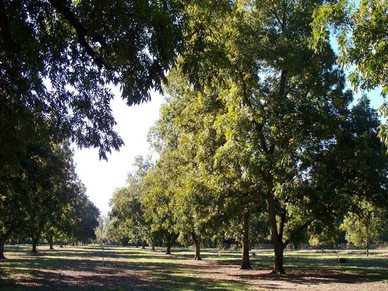 766 Acre Frederick Plantation : Marshallville : Macon County : Georgia