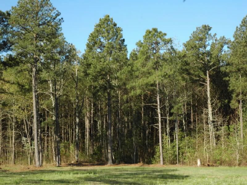 Timber-residential Investment Prop : Lumberton : Robeson County : North Carolina