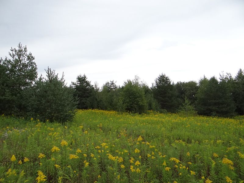20 Acres Private Woods Electric : Richford : Tioga County : New York