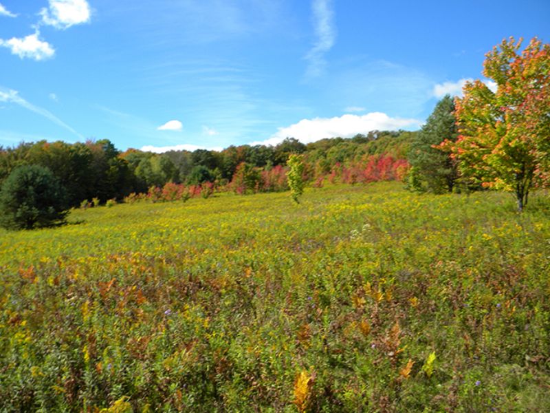 271 Acres Farmland Pasture Pond : Willet : Cortland County : New York