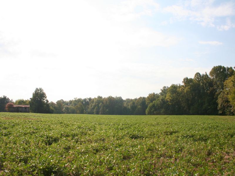 44 Acres Off Edgar Rd : Ruther Glen : Caroline County : Virginia