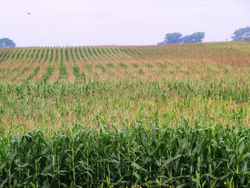 8.5 Acre Homesite Near Huron Sd Farm for Sale in Wolsey, Beadle