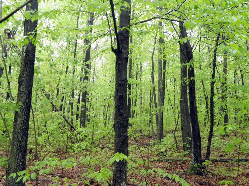 Penobscot Mountain Forest : Mocanaqua : Luzerne County : Pennsylvania