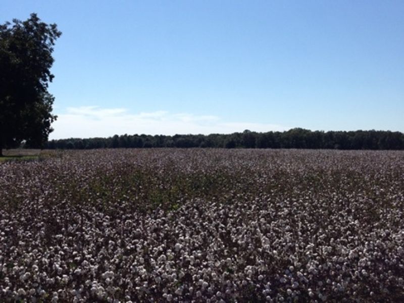 87.37 Acres : Camilla : Mitchell County : Georgia