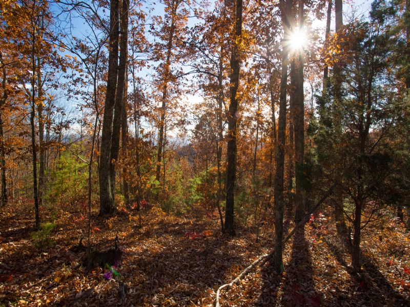 102 Ac Adjoining Smoky Mountains : Elizabethton : Carter County : Tennessee