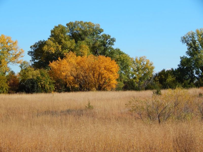 Dejore 80+/- : Turon : Reno County : Kansas
