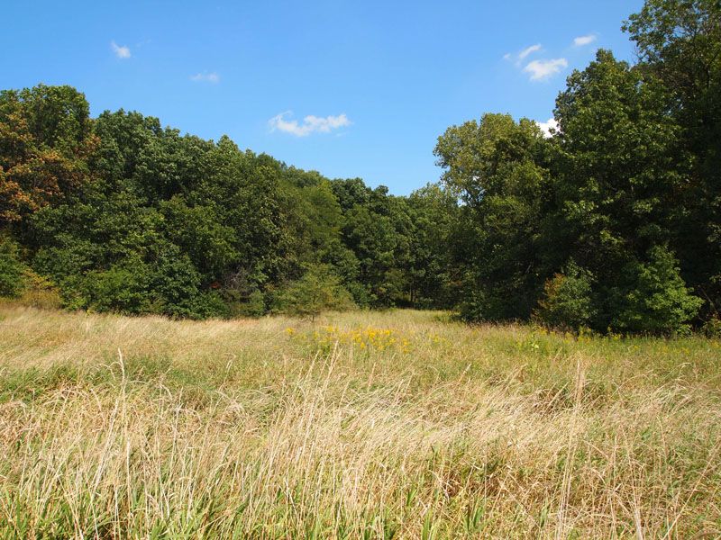 187 Acres Affordable Hunting Farm : Birmingham : Schuyler County : Illinois