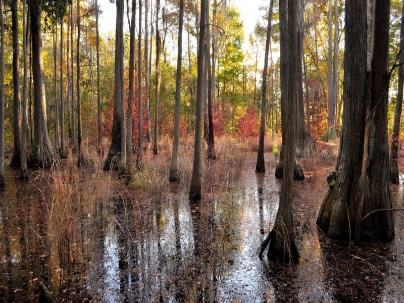 Long Pond Plantation : Madison : Madison County : Florida