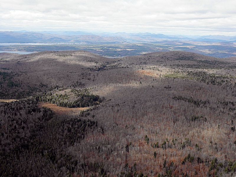 Burnt Mill Forest : Edinburg : Saratoga County : New York