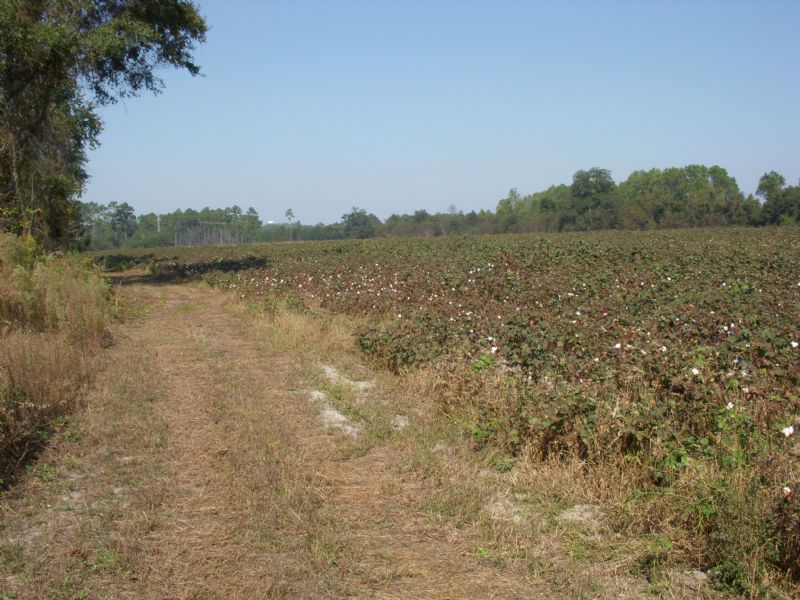87+/- Acres Hartley Road Farm : Alamo : Wheeler County : Georgia