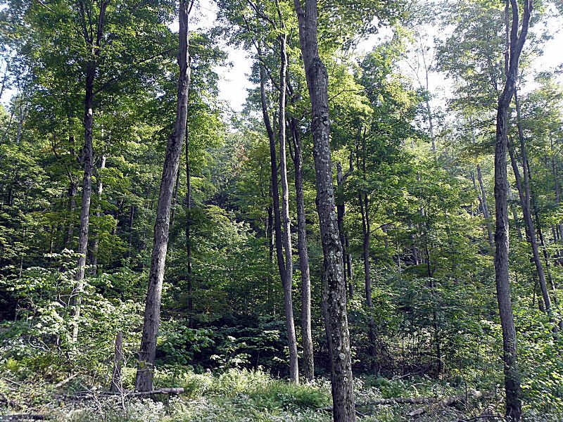 Red Rock Forest One : Fairmount : Luzerne County : Pennsylvania