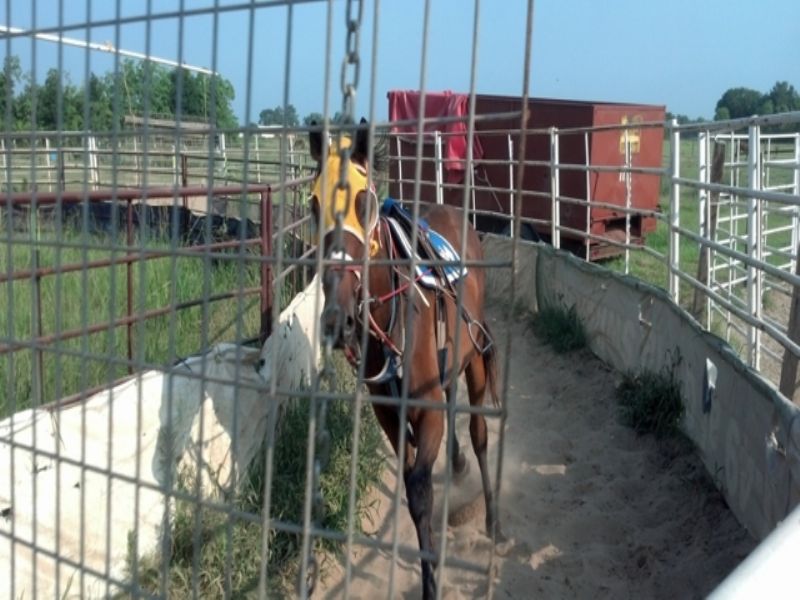 40+/ Acre Horse Farm Opelousas, La, Farm for Sale in Louisiana, 69344