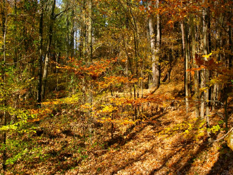 65 Acres with Beautiful Lake : Drakesboro : Muhlenberg County : Kentucky