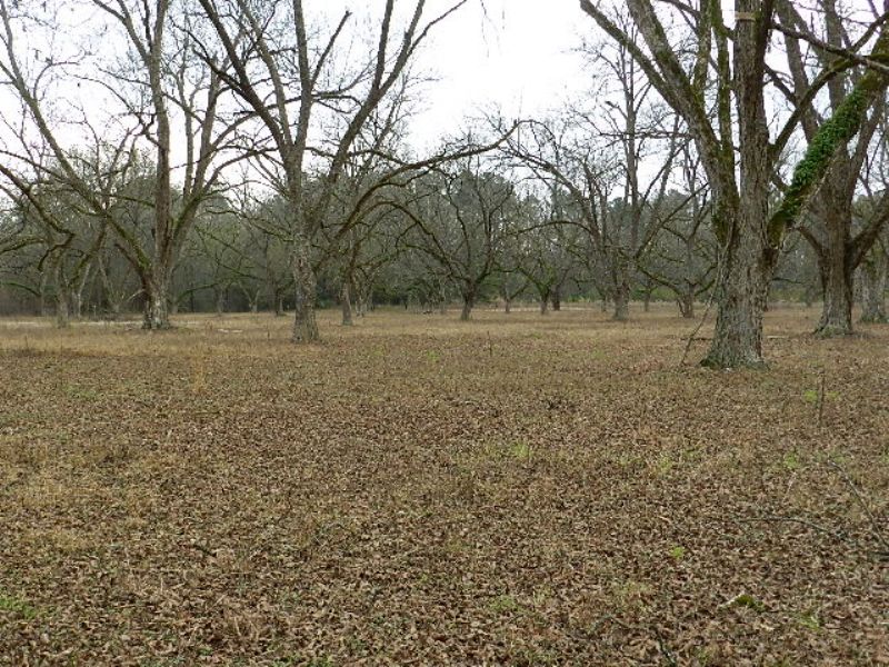 60 Acres ~ Pecan Orchard : Swainsboro : Emanuel County : Georgia
