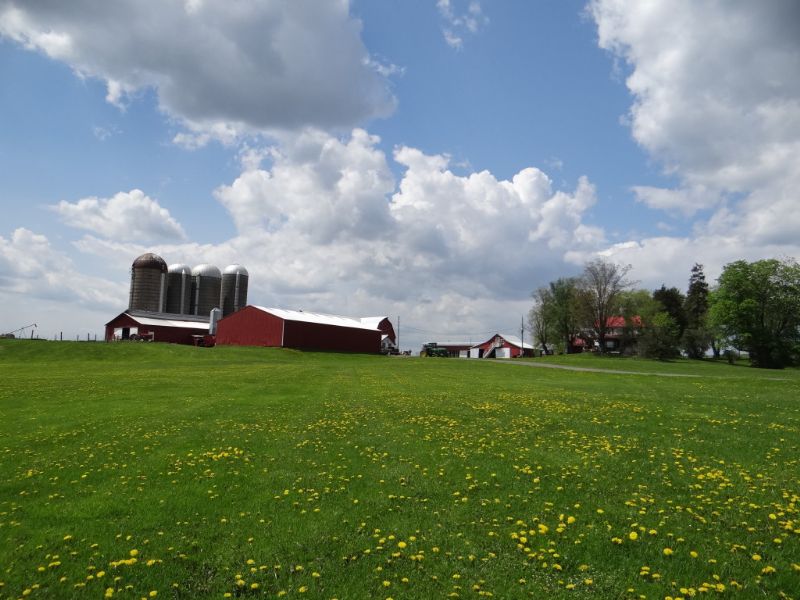 Organic Dairy Farm 345 Acres Barns : Nichols : Tioga County : New York